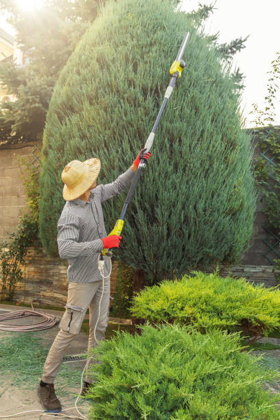 Best Tree Removal Services  in Markham, IL